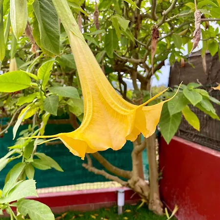 Casa Piscina & Sol 別荘 ヴィーゴ